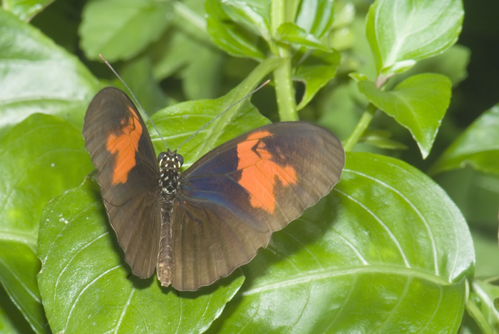 Schmetterling