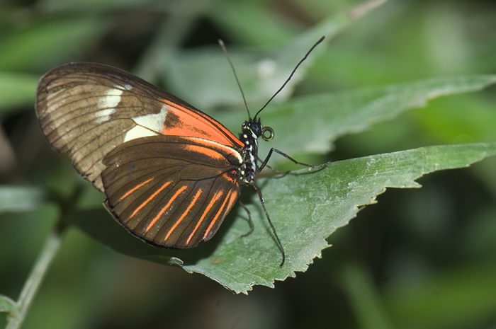 Schmetterling