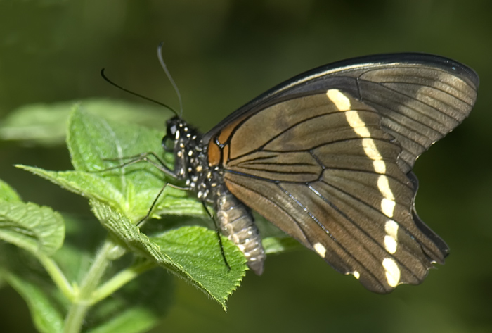 Schmetterling