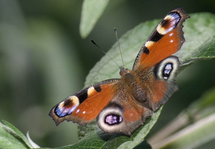 Schmetterling