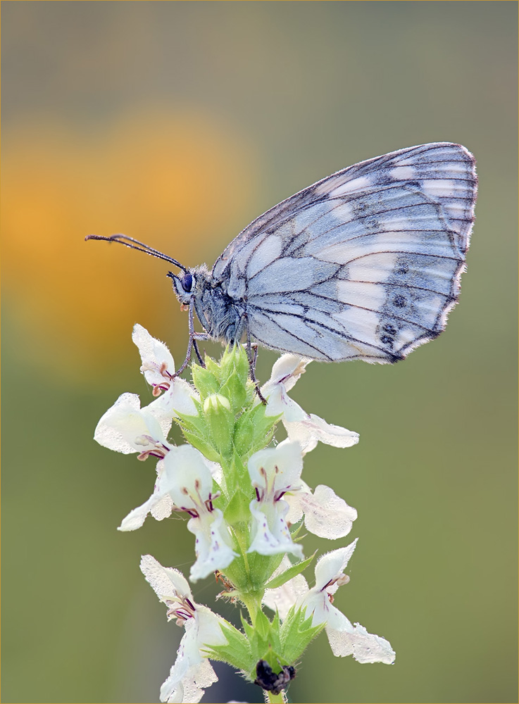 Schachbrettfalter