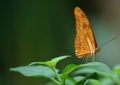 Dryas julia