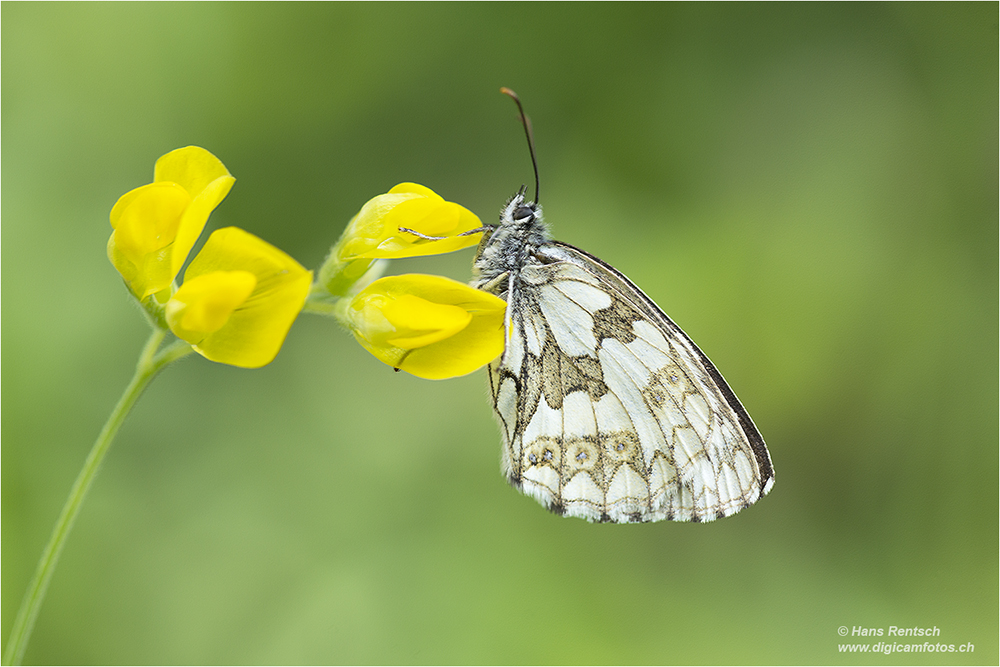 Schachbrettfalter