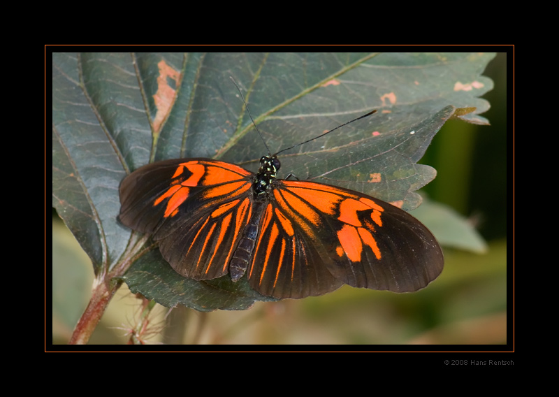 Schmetterling ohne Namen