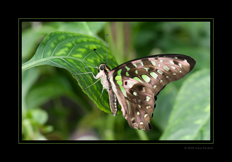 Schmetterling