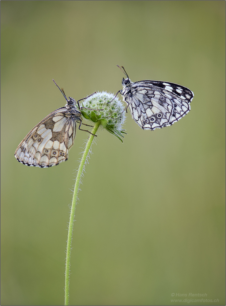 Schachbrettfalter