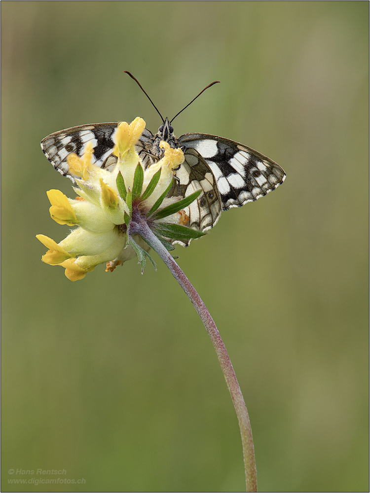 Schachbrettfalter