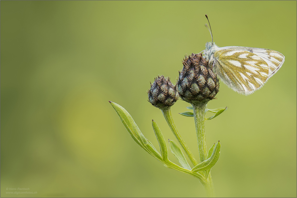 Alpenweissling