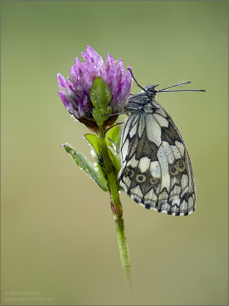 Schachbrettfalter