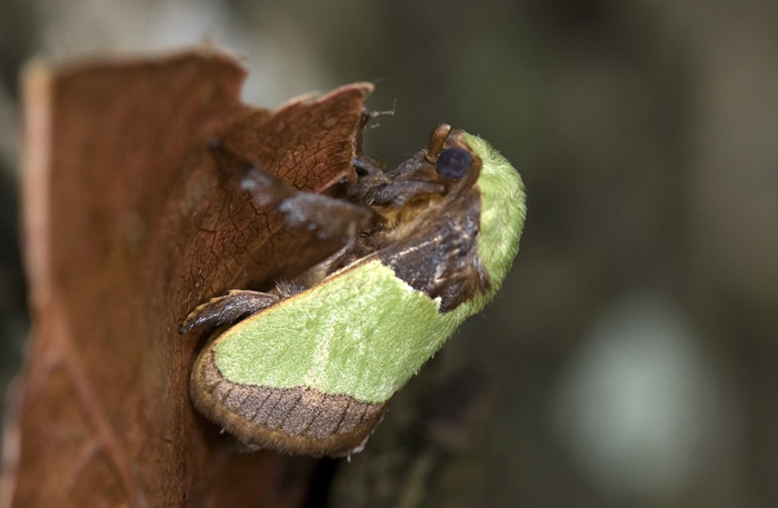 Nachtfalter "Glucken" aufgenommen in Madagaskar