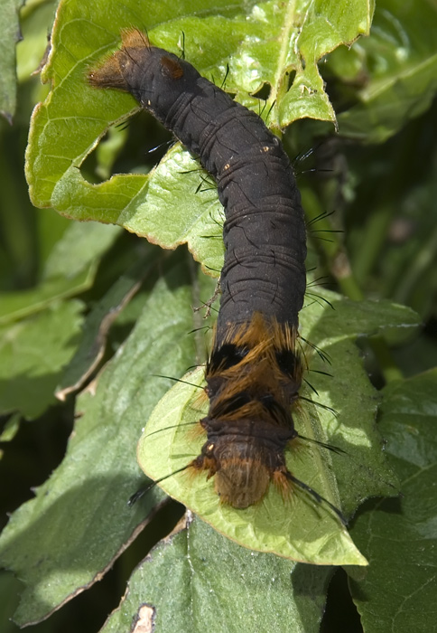 Raupe aufgenommen in Madagaskar