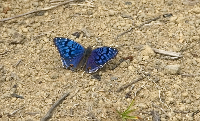 Schmetterling aufgenommen in Madagaskar