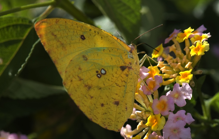 Glebling (Phoebis philea)