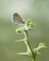 Namibischer Schmetterling :-)