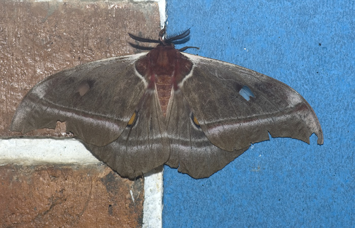 Nachtfalter aus der Familie Saturniidae