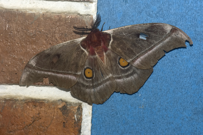 Nachtfalter aus der Familie Saturniidae