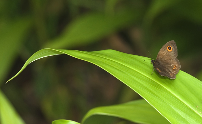 Name unbekannt, in Madagaskar aufgenommen