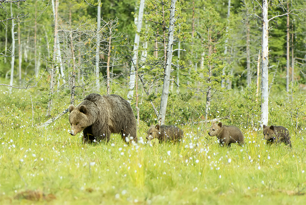 Bären Finnland