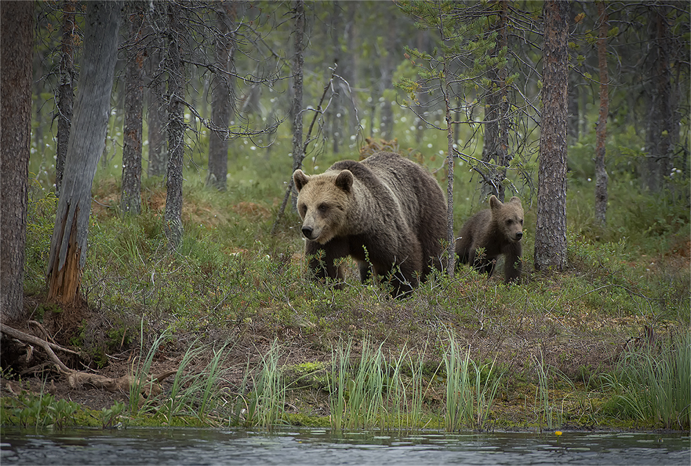 Bären Finnland