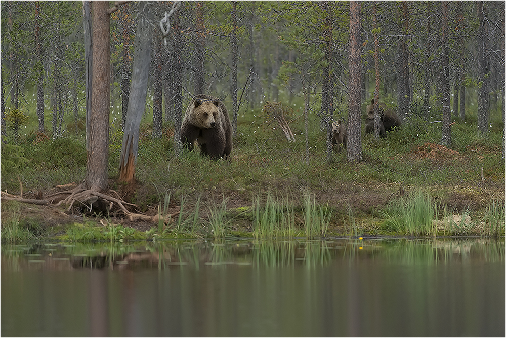 Bären Finnland