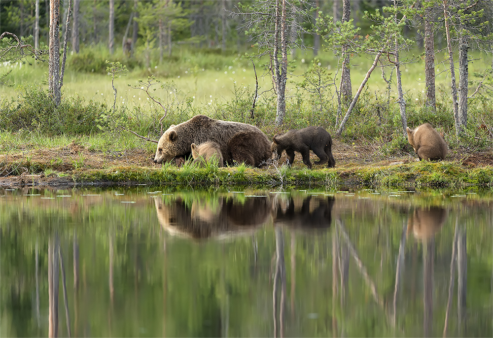 Bären Finnland