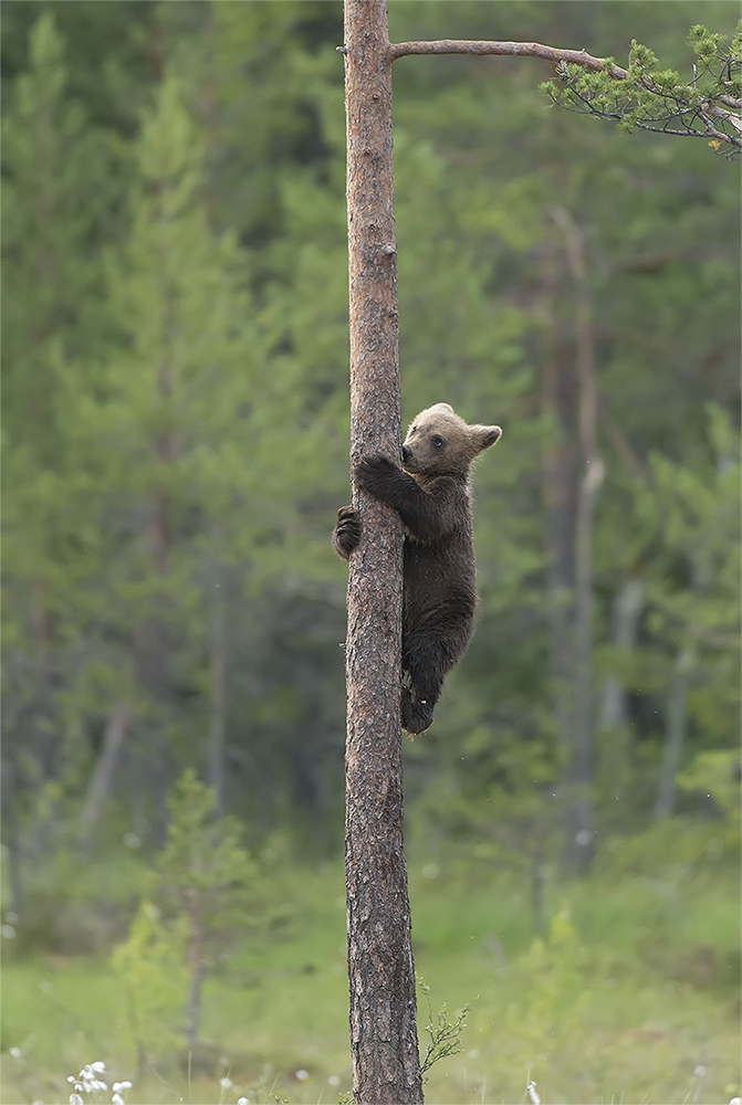 Bären Finnland