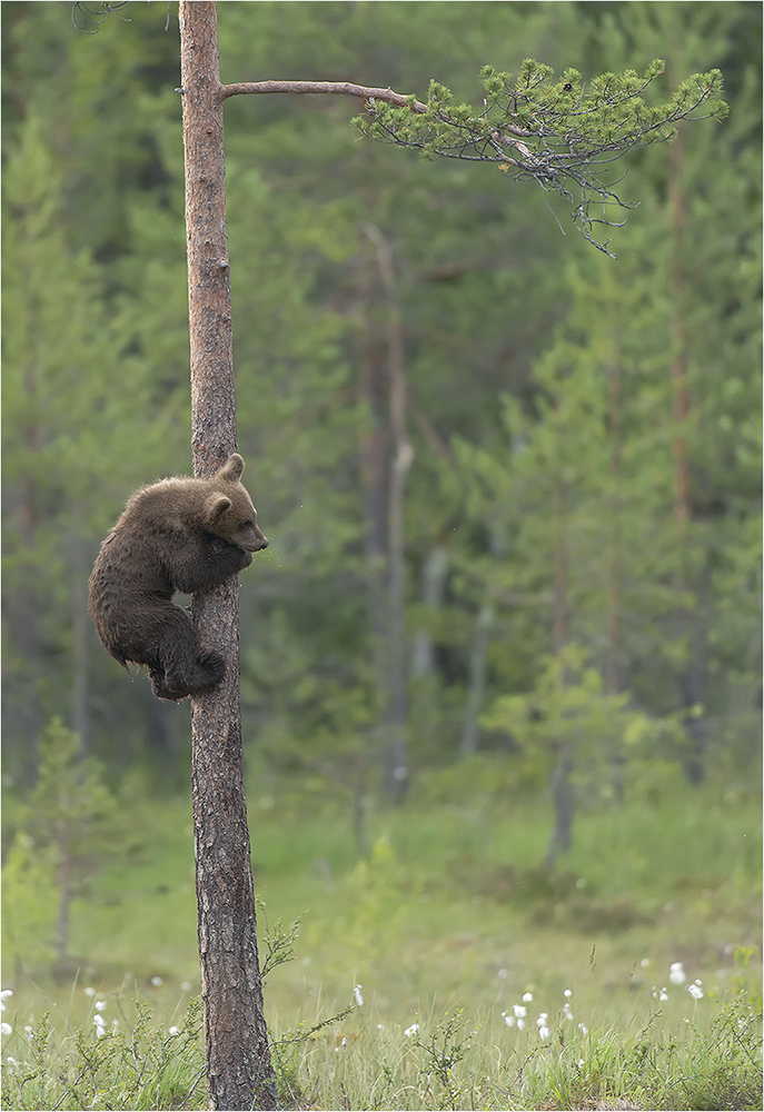 Bären Finnland