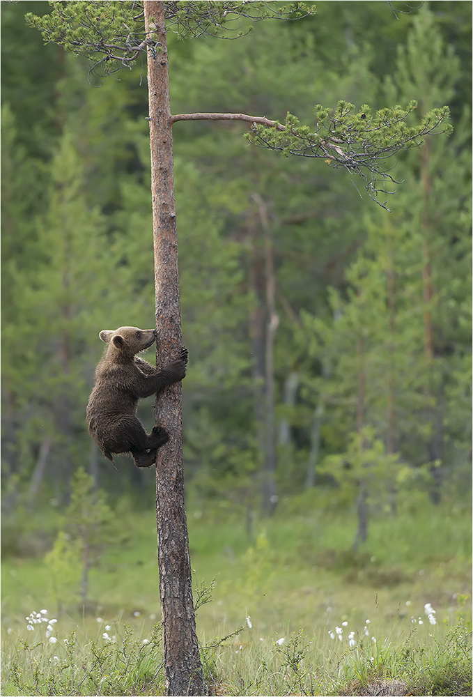 Bären Finnland