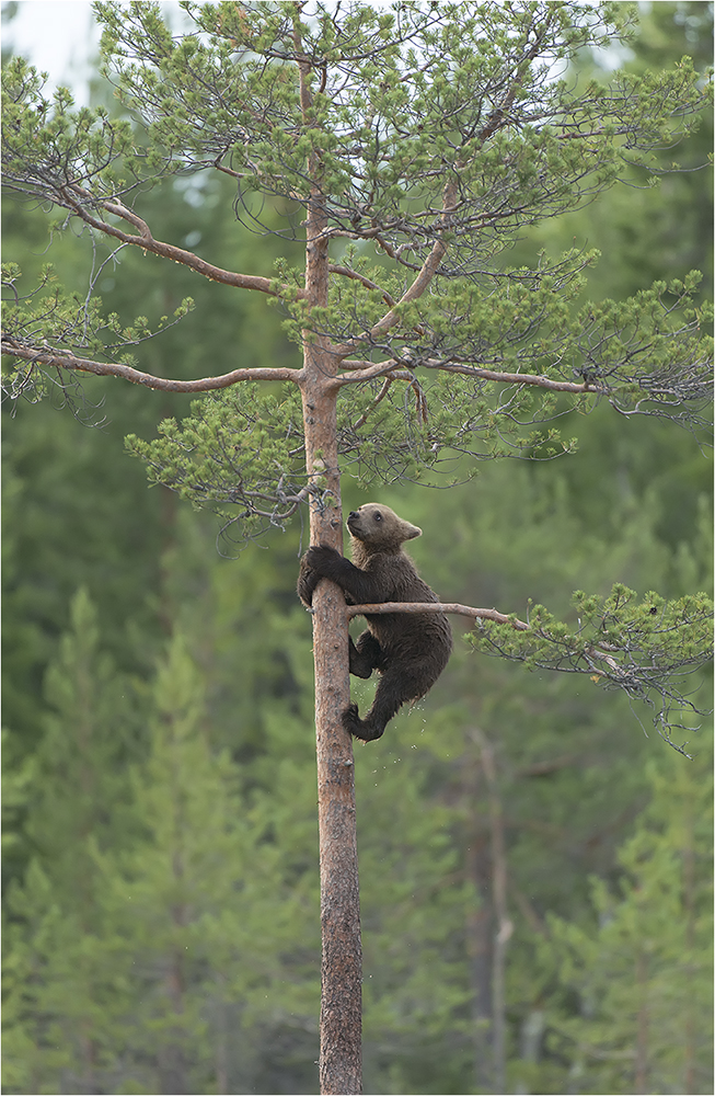 Bären Finnland