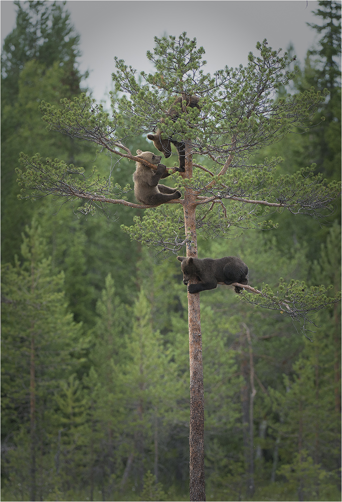 Bären Finnland