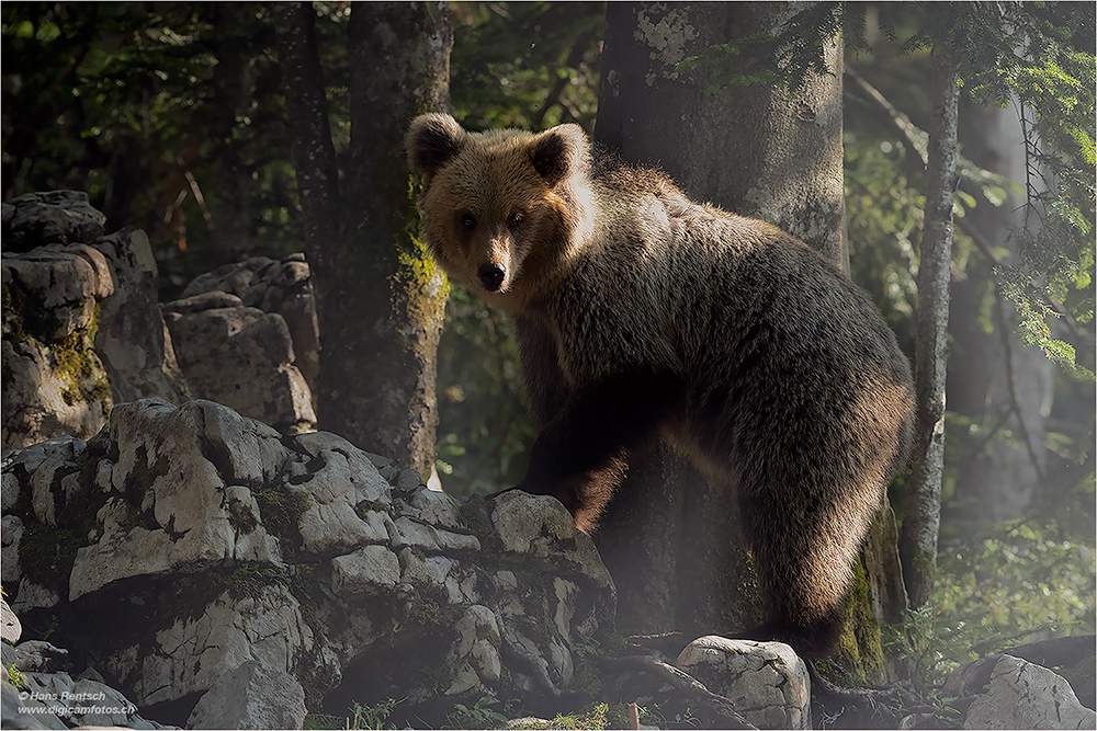 Braunbär