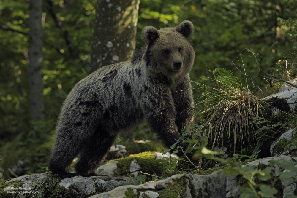 Braunbär