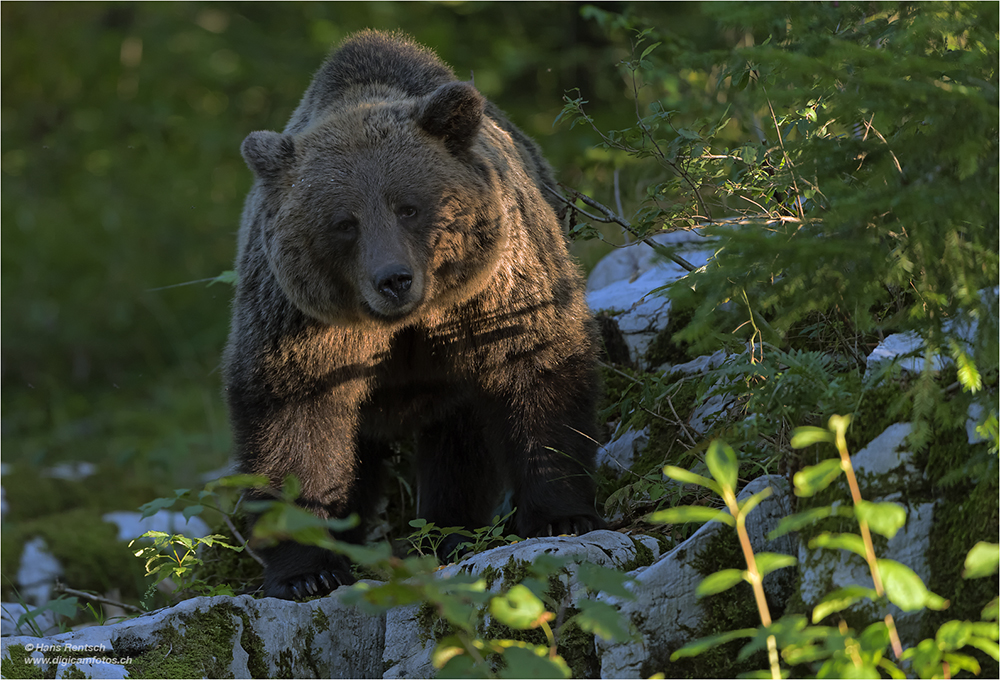 Braunbär