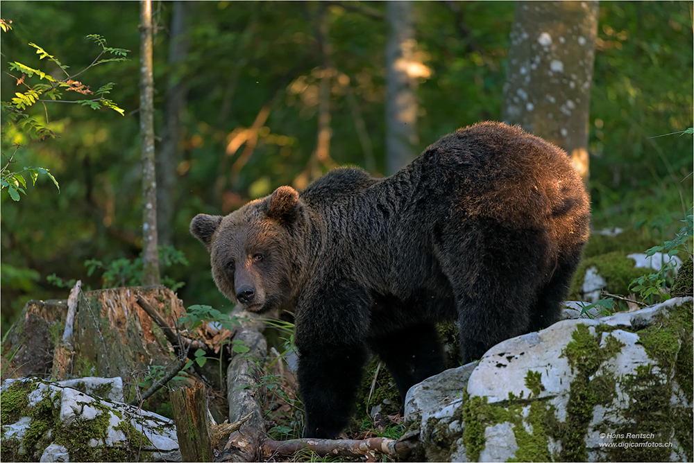 Braunbär