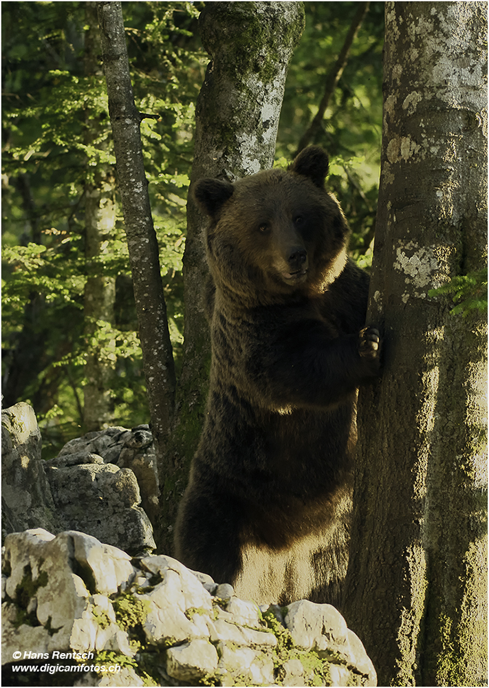 Braunbär