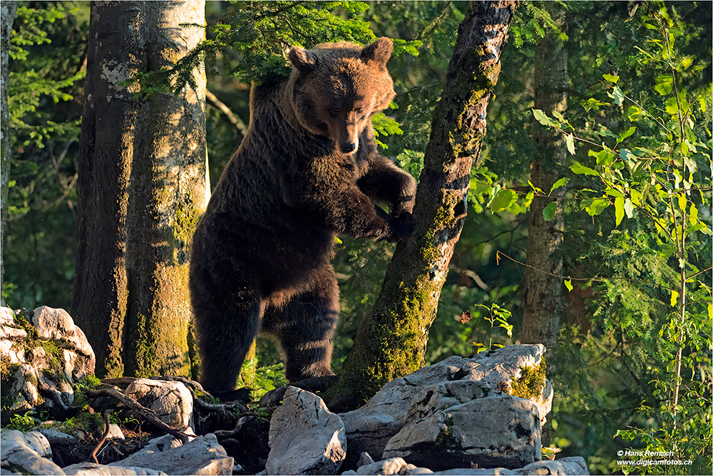 Braunbär