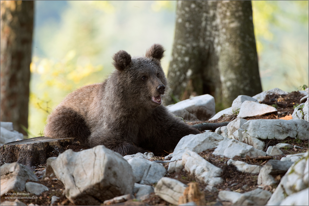 Braunbär