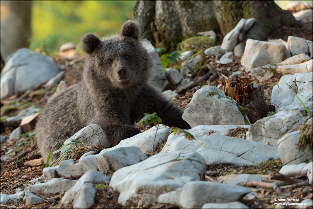 Braunbär