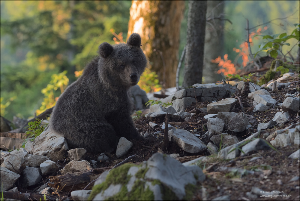 Braunbär