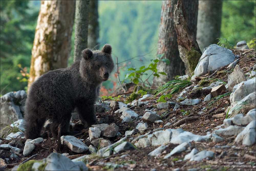 Braunbär