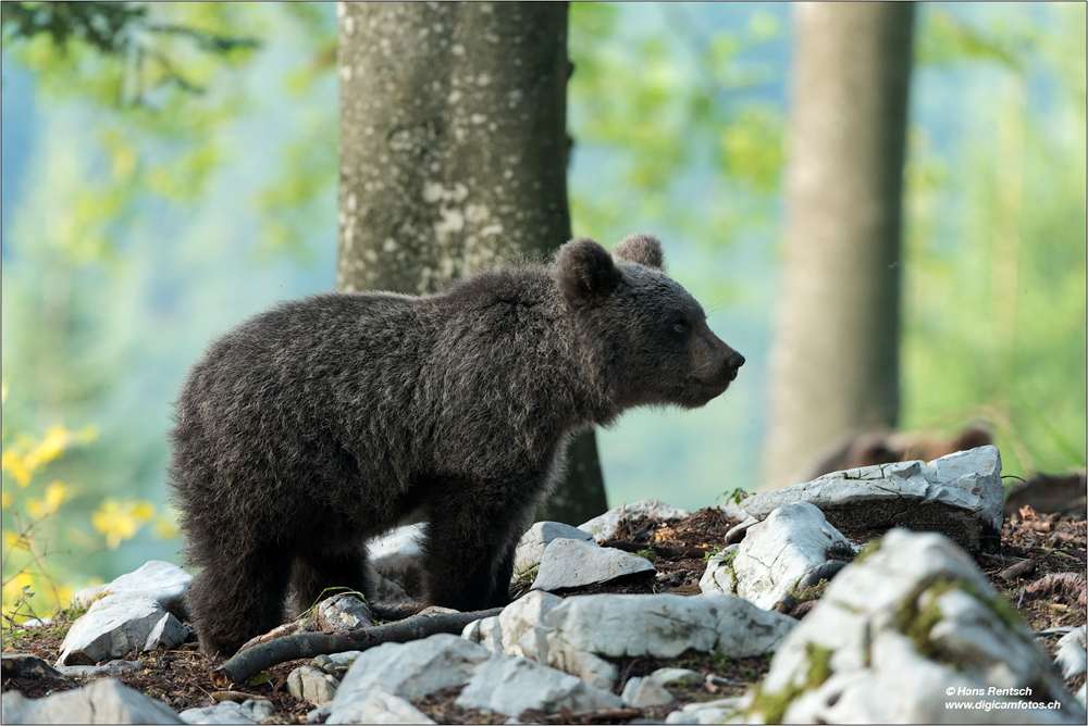 Braunbär