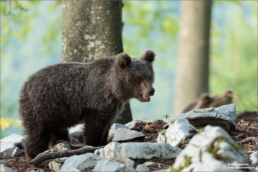 Braunbär