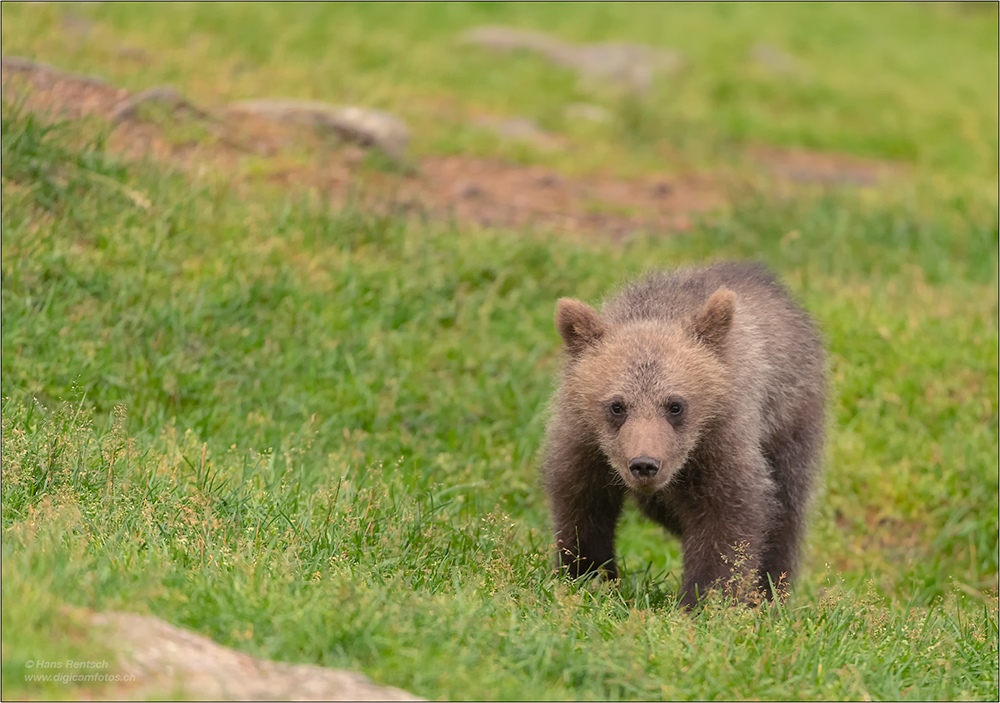 Braunbär