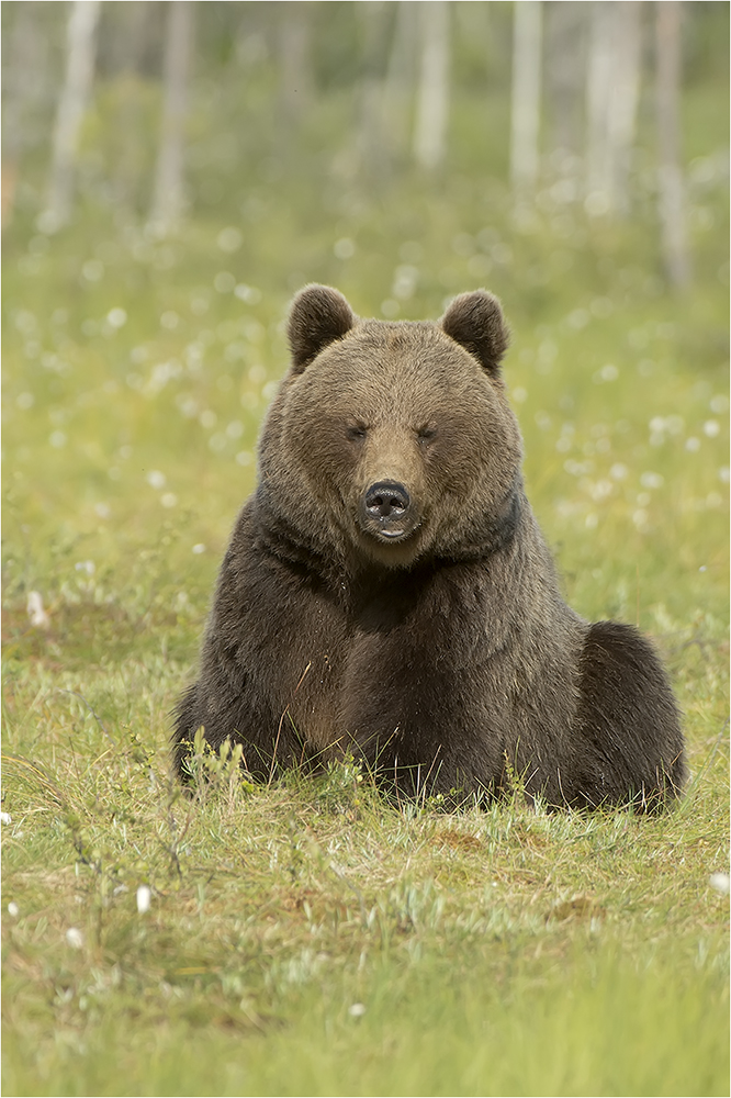 Bären Finnland