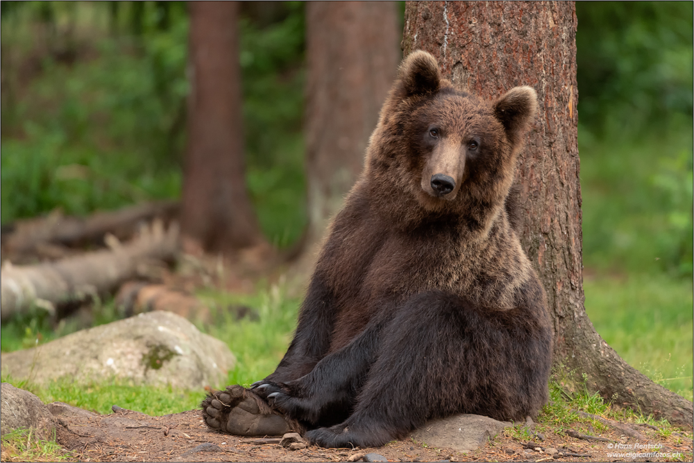 Braunbär