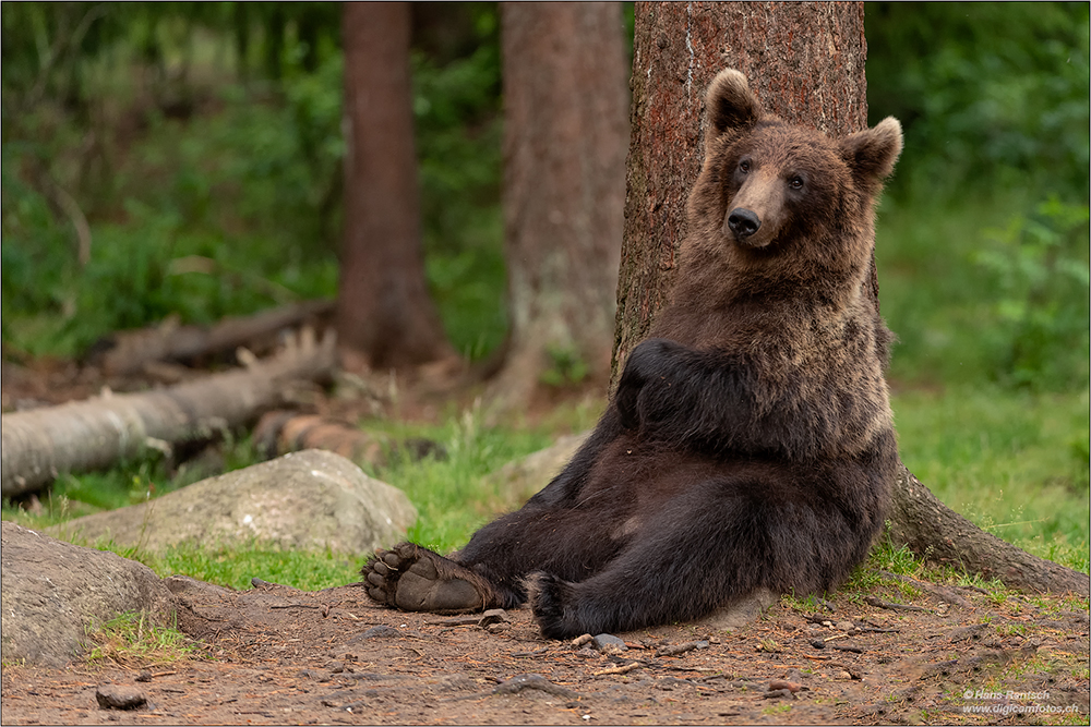 Braunbär