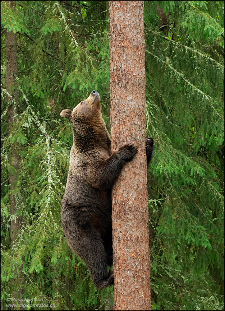 Braunbär