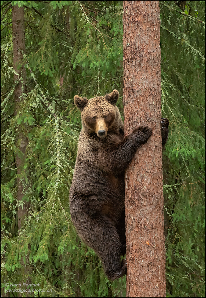 Braunbär