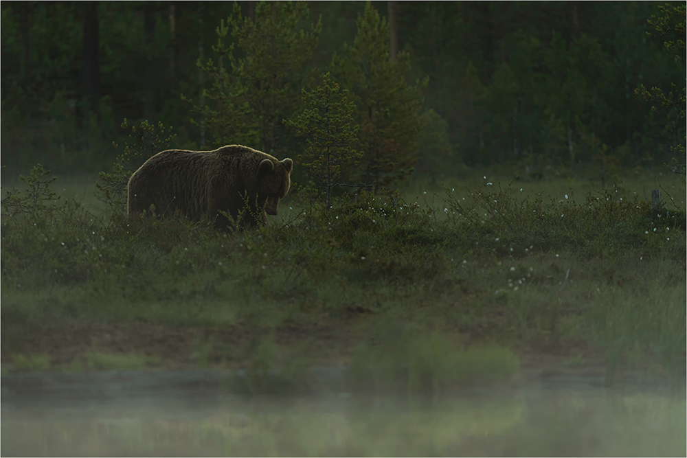 Braunbär