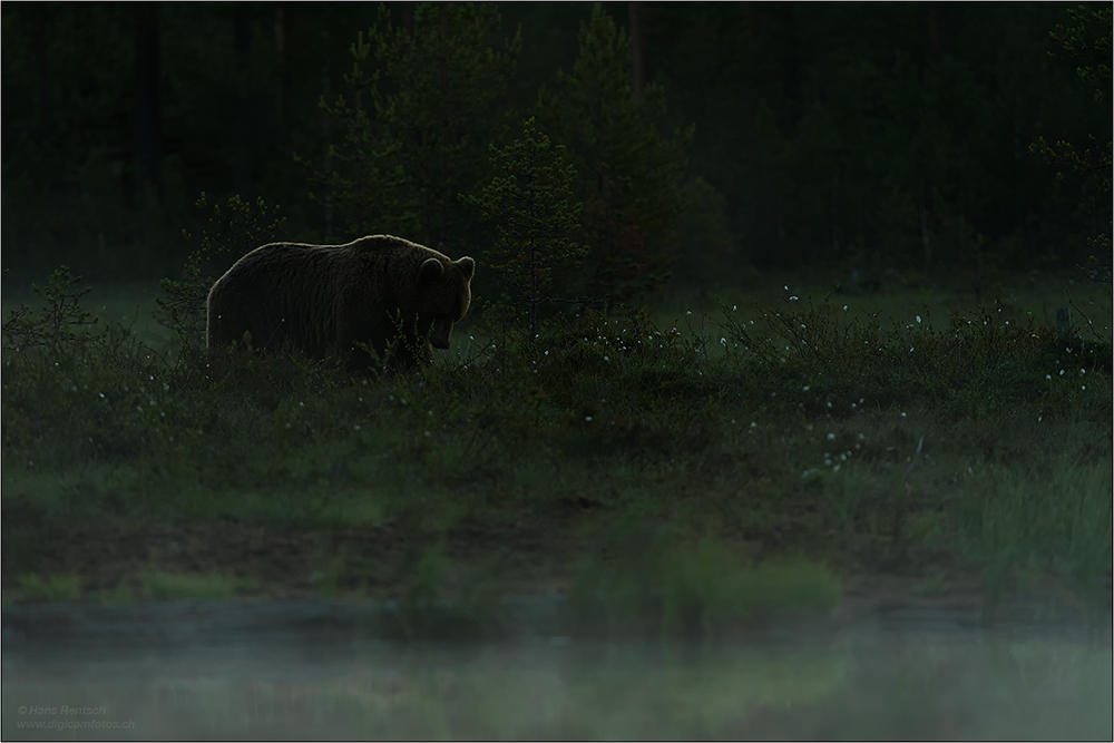 Braunbär